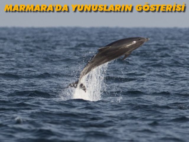Karantinada Marmara'nın tadını yunuslar çıkardı
