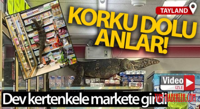 Dev kertenkele girdiği markette paniğe neden oldu VİDEO HABER