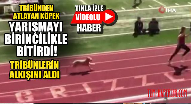 Tribünden atlayan köpek yarışmayı birincilikle bitirdi