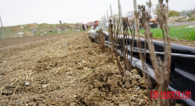 Lüleburgaz lavanta kokacak