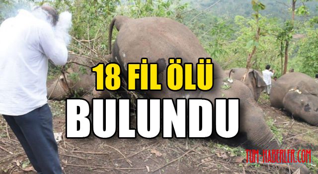 Hindistan'da yıldırım düşmesinin ardından 18 fil ölü bulundu