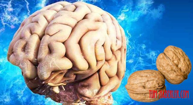 İnsan vücudunda en fazla ortak noktaya sahip iki organ beyin ve testisler!