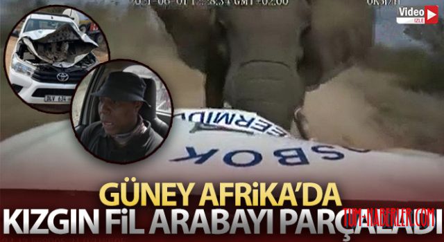 Güney Afrika'da kızgın fil arabayı parçaladı