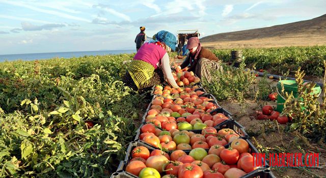 Tarımın ihracattaki payı yüzde 13 oldu