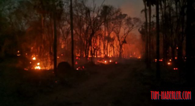Bolivya'da orman yangınları: 280 bin hektarlık alan küle döndü