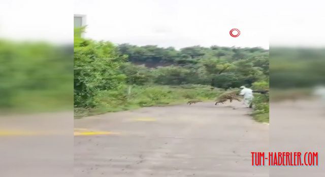 Hindistan'da yaşlı adama sırtlan saldırdı