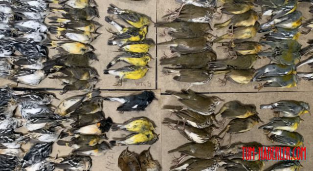 New York'ta yüzlerce kuş gökdelenlere çarparak öldü