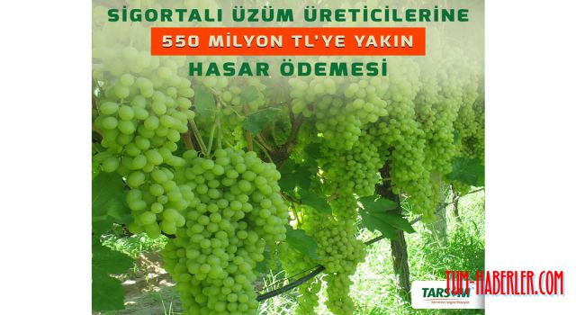 TARSİM'den sigortalı üzüm üreticilerine 550 milyon TL'ye yakın hasar ödemesi