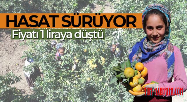 Mandalina hasadı sürüyor, fiyatı 1 liraya düştü
