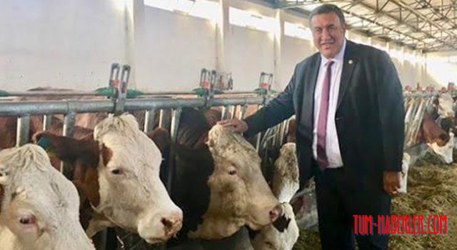 Gürer: Süt üreticisi yine sırtından vuruldu