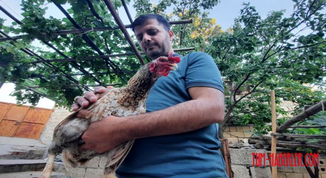Tavuğun horoz gibi ötmesi, görenleri şaşkına çeviriyor