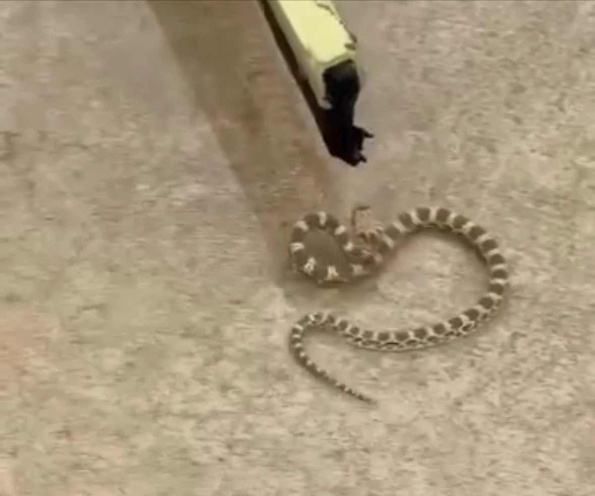 Mardin’de şeritli engerek yılanı görüldü