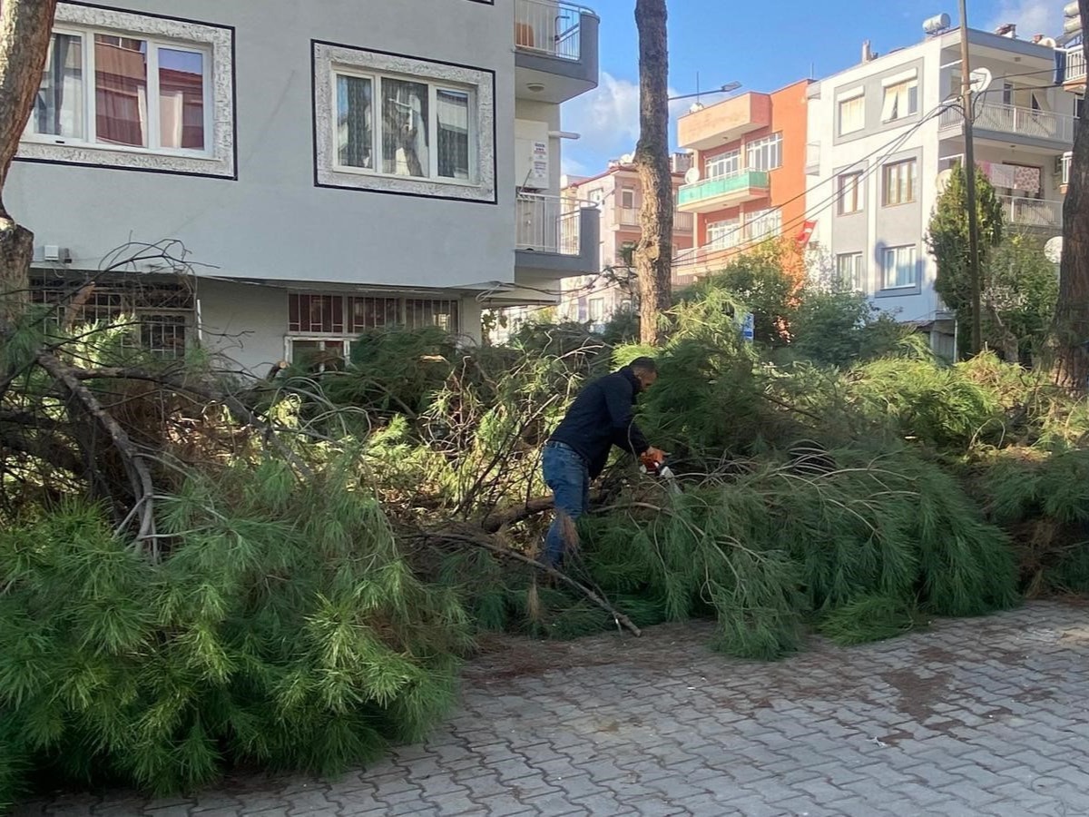 Budanan ağaçlar ihtiyaç sahiplerine yakacak oluyor