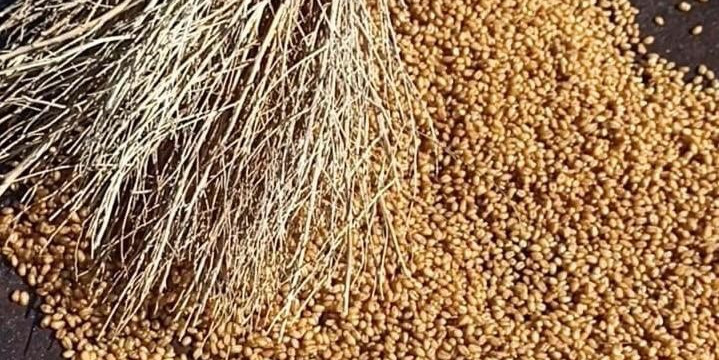 Karapınar Kavurgası, coğrafi işaretli ürün oldu