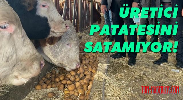 Gürer: Patates sonunda hayvan yemi oldu