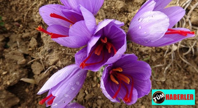 Yerli safran 'Karaaslan' hasadı başladı